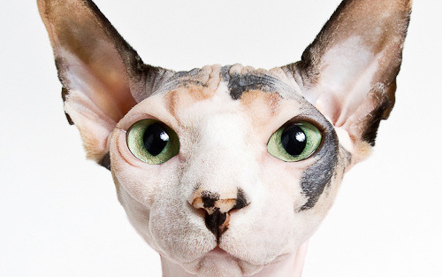 animal