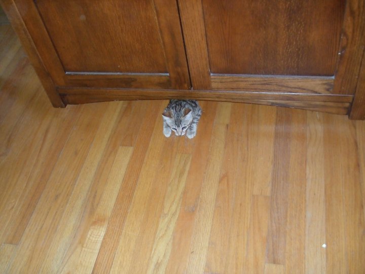 animal