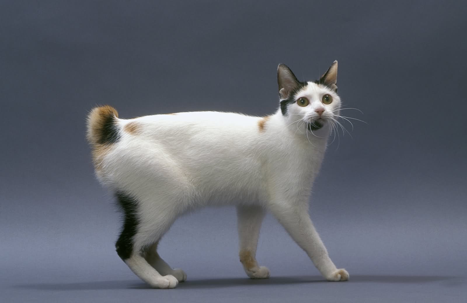 animal