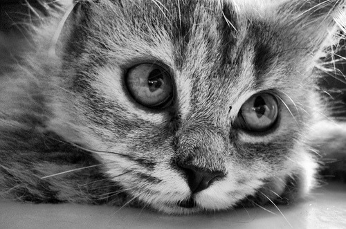 animal