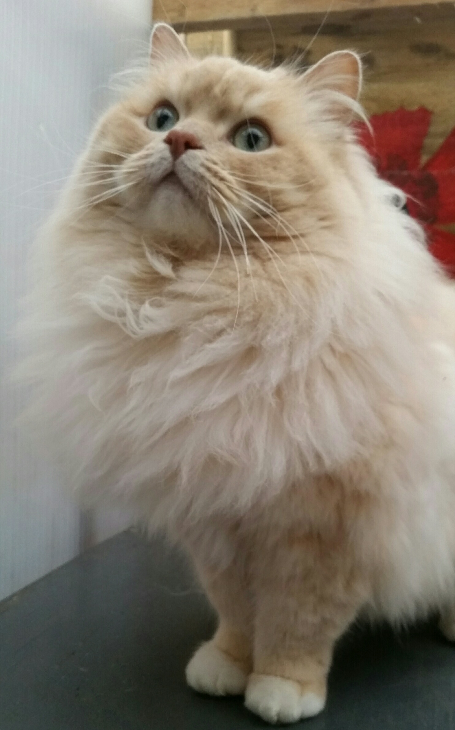 animal