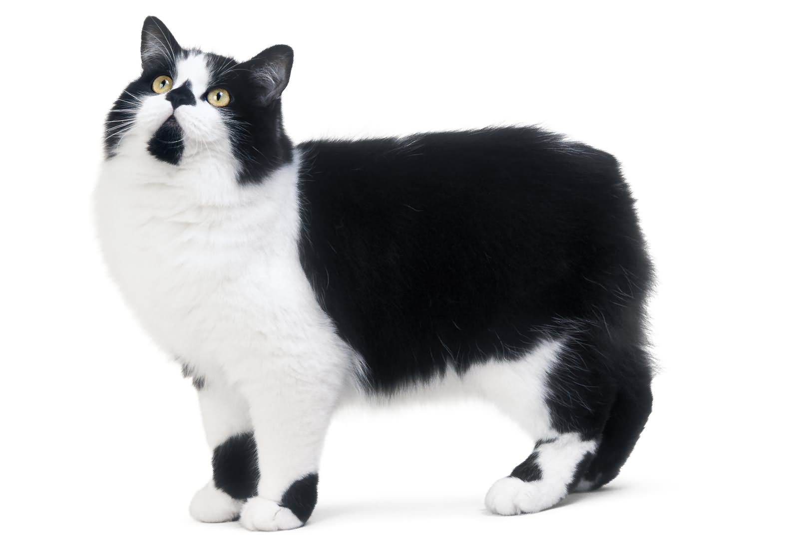 animal