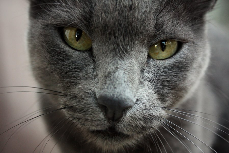 猫影像 4