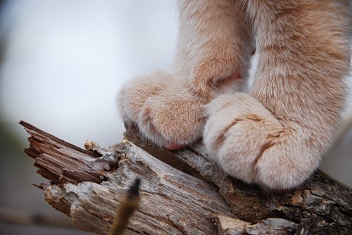 animal