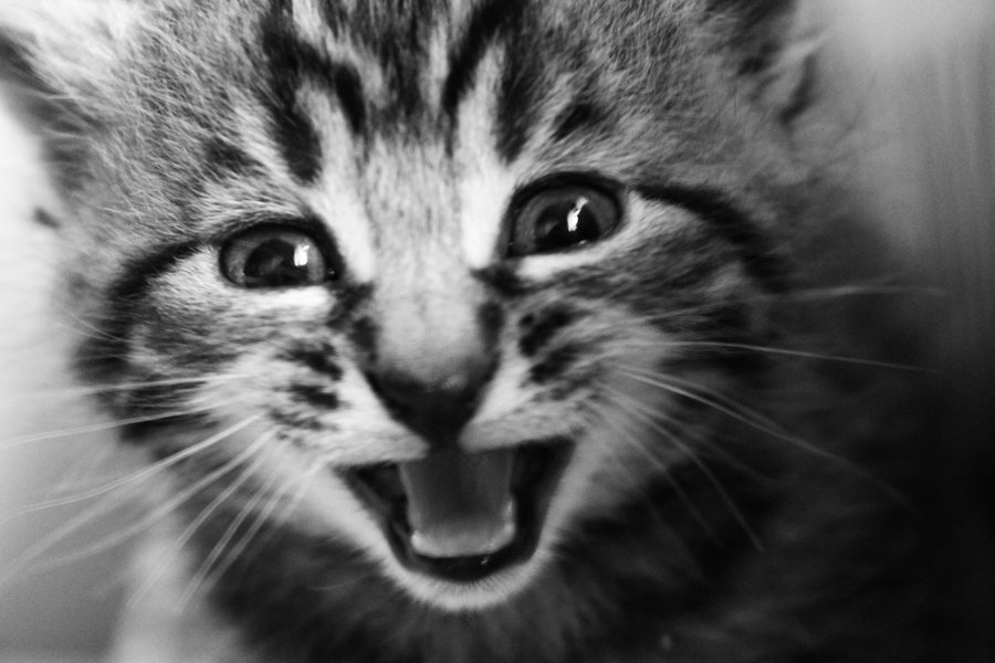 Random Cat