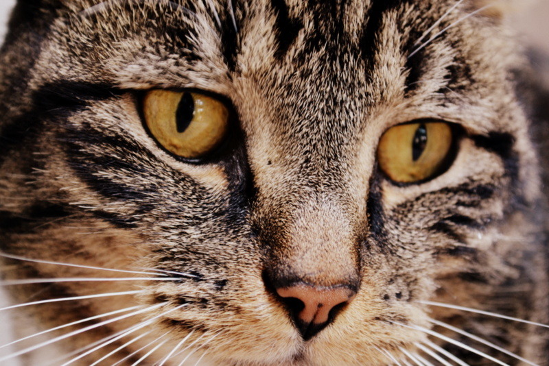 animal