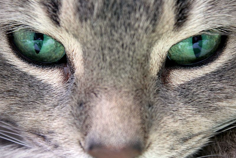animal