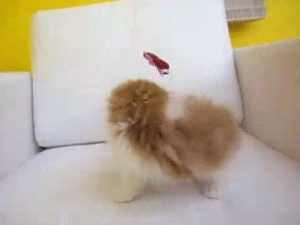 animal