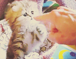 kedi odul mamasi