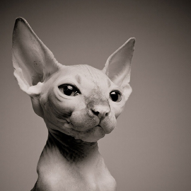 animal