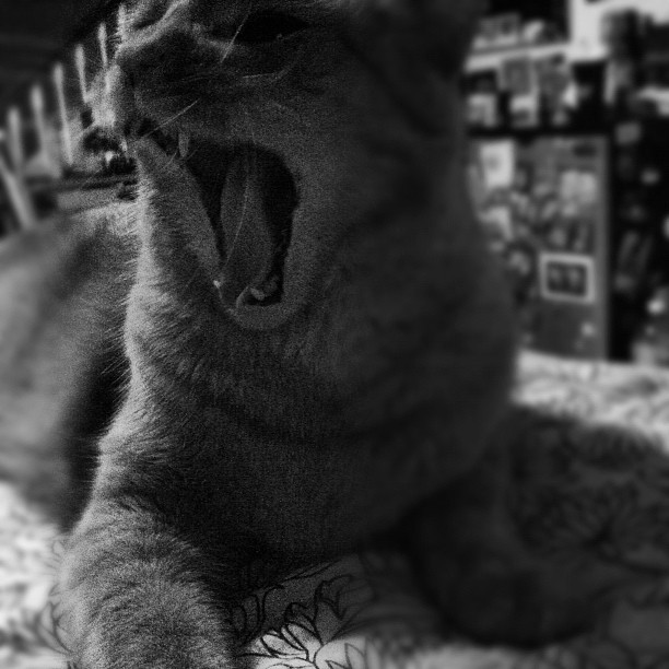 animal