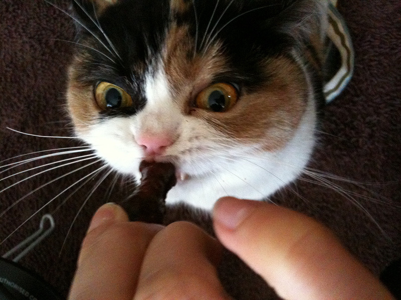animal