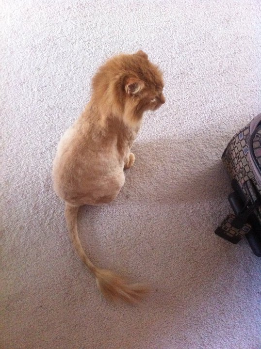 animal