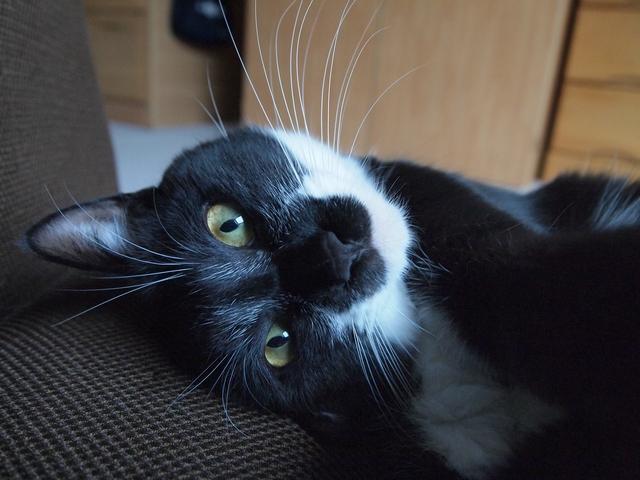 Resident Cat