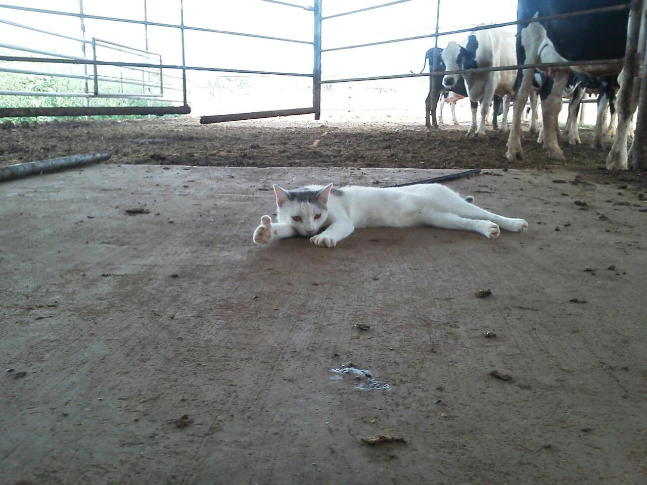 animal