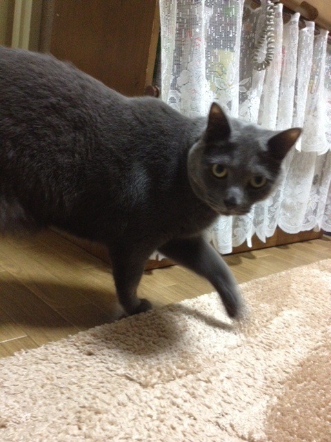 animal