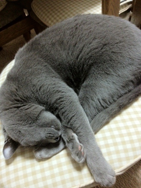 animal
