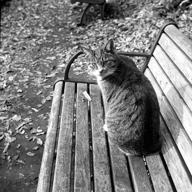 animal