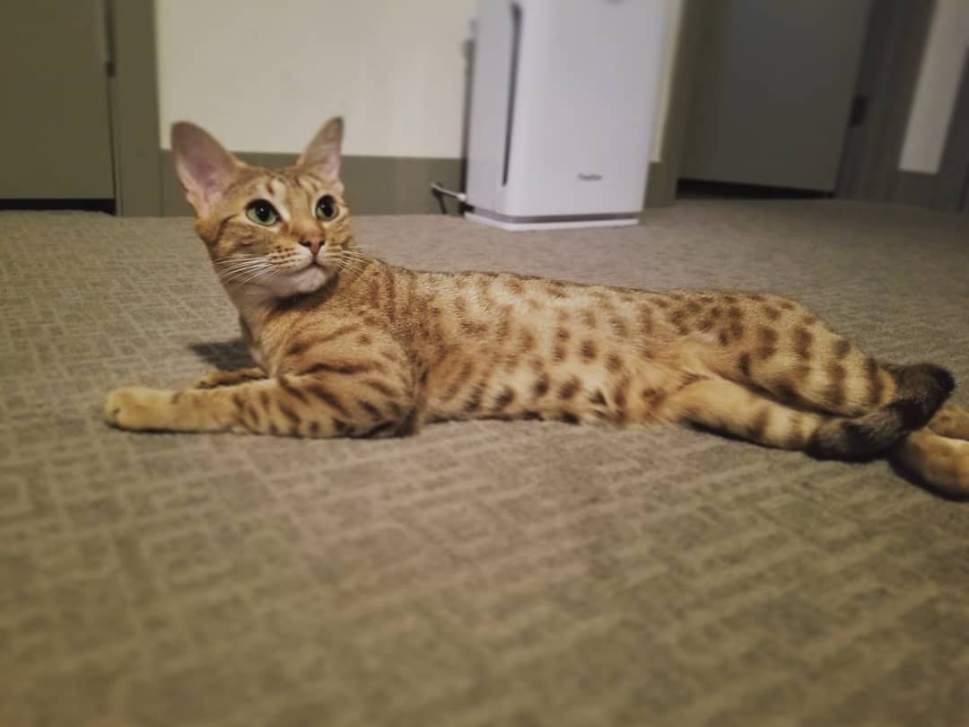 animal