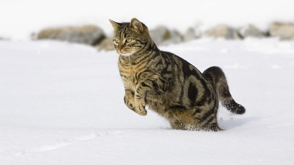 animal