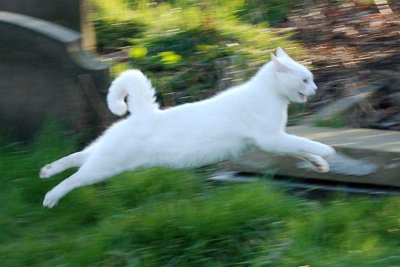animal