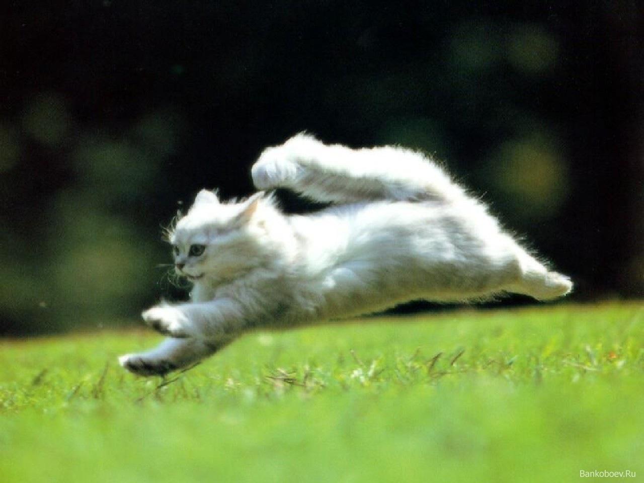 animal