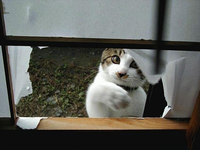 animal