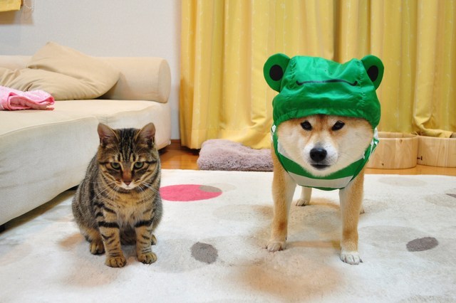 animal