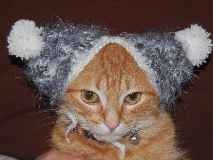 animal