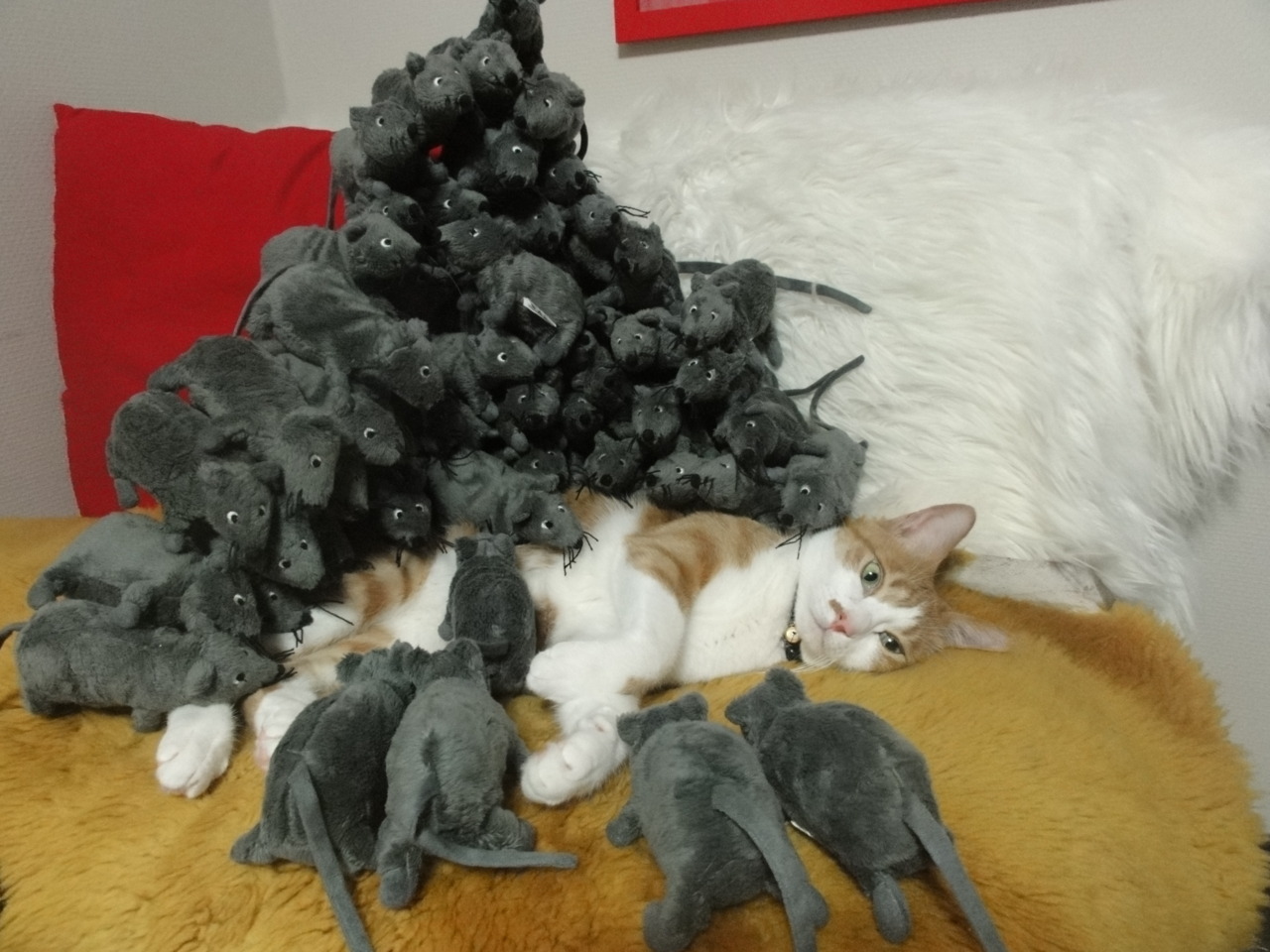 animal