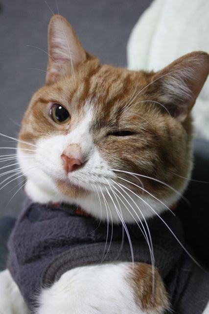 A Random Cat