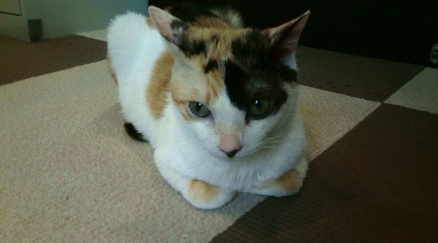 A Random Cat