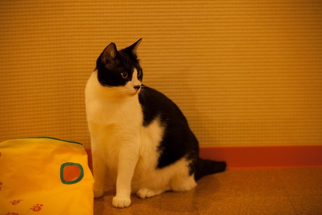 animal