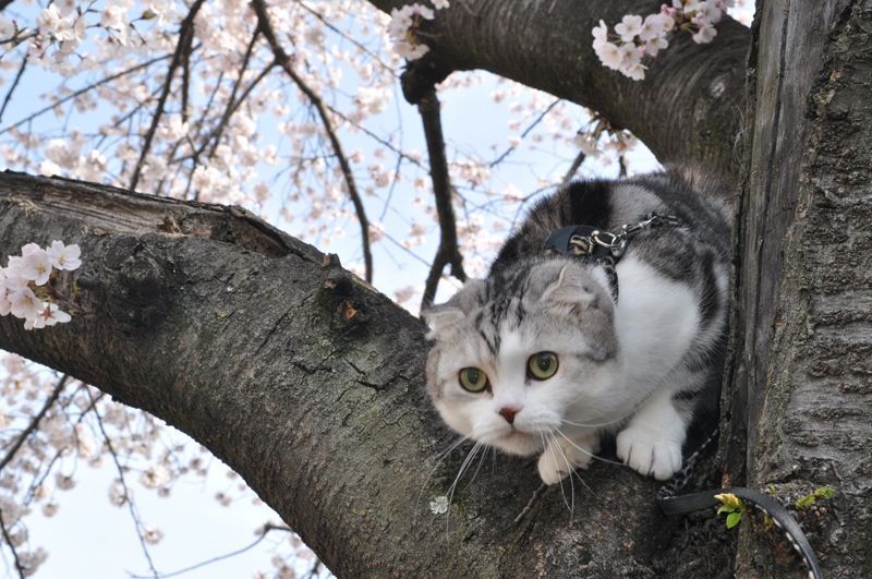 cute cat