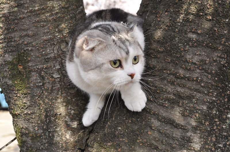 animal