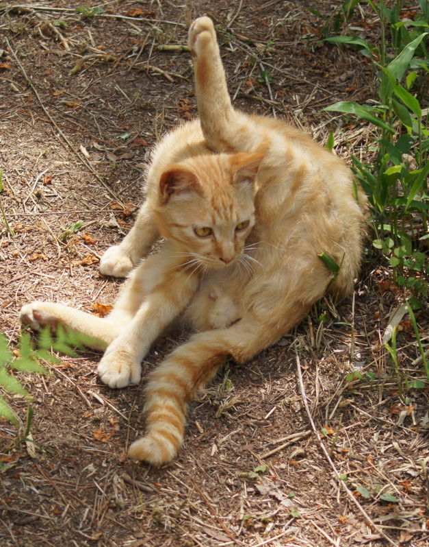 animal