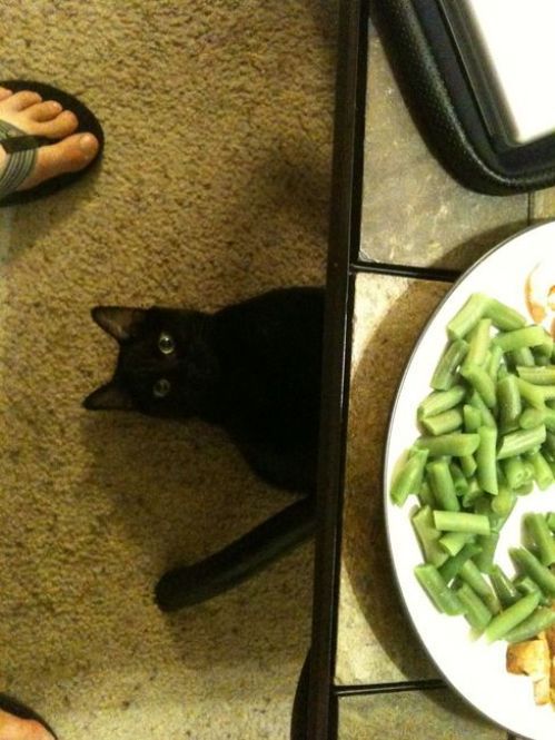 animal