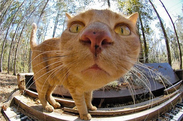 animal