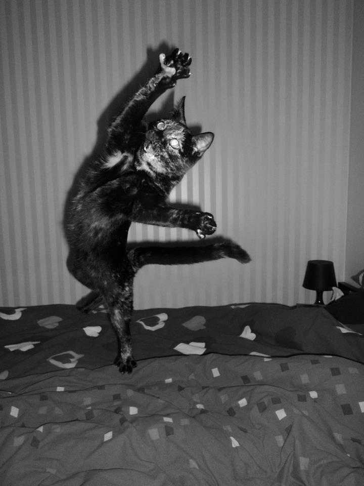 animal