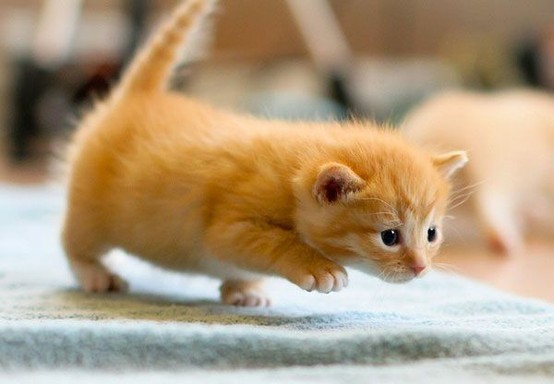 animal