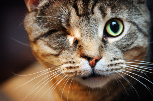 A Random Cat