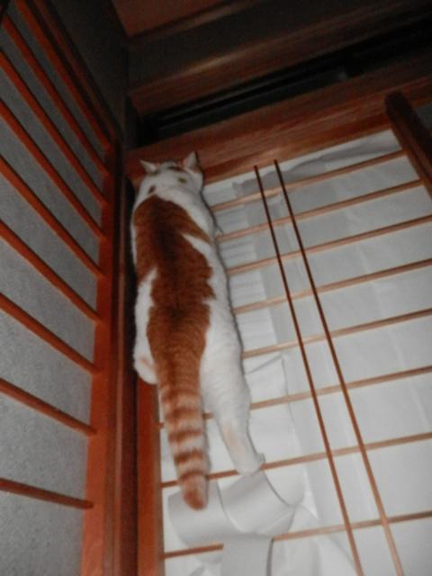 animal