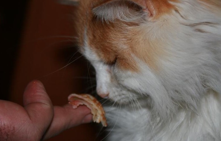 animal
