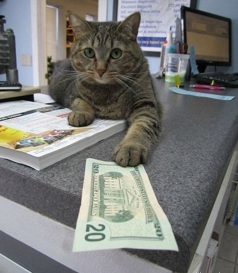 kedi bira mayasi