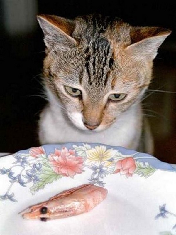 animal