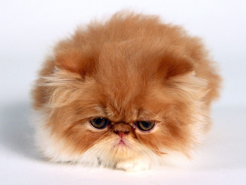 animal