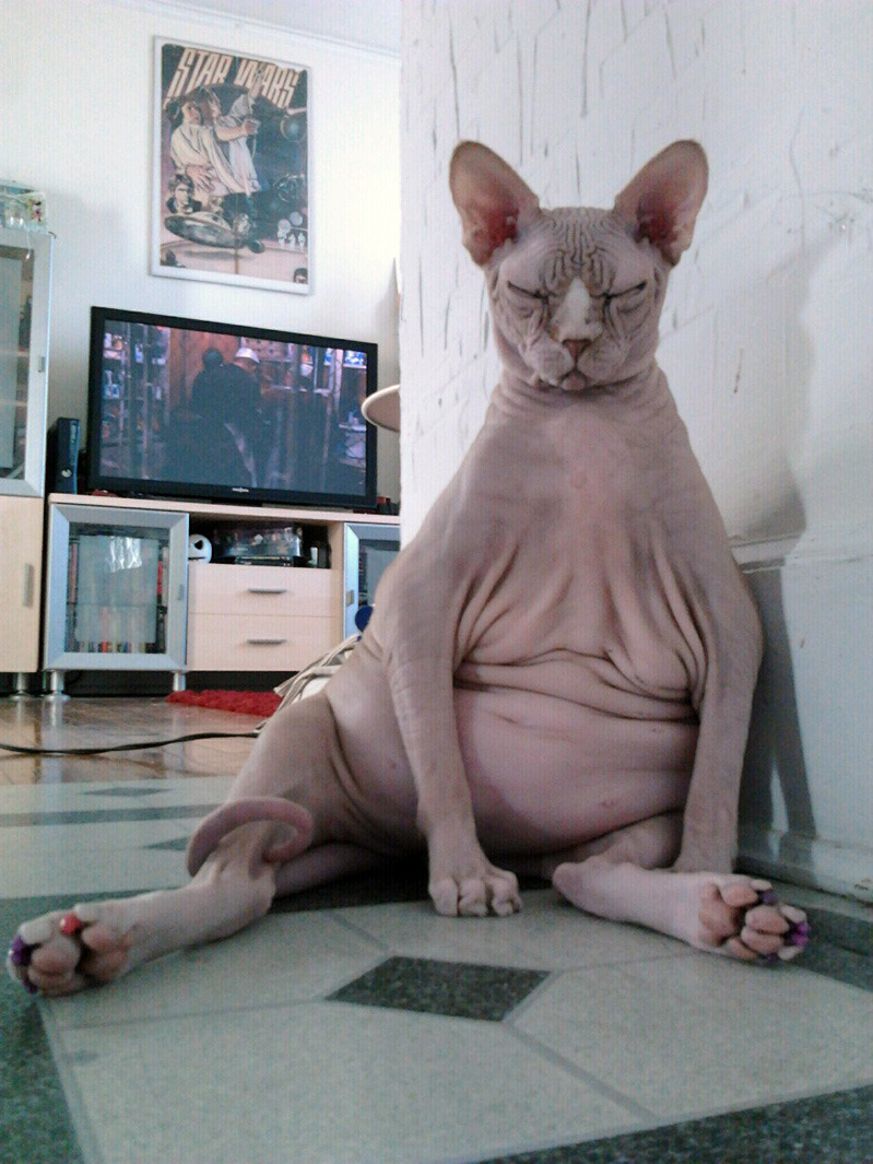 animal
