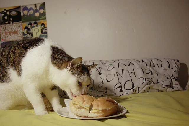 A Random Cat