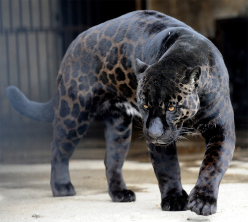animal