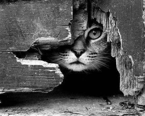 animal